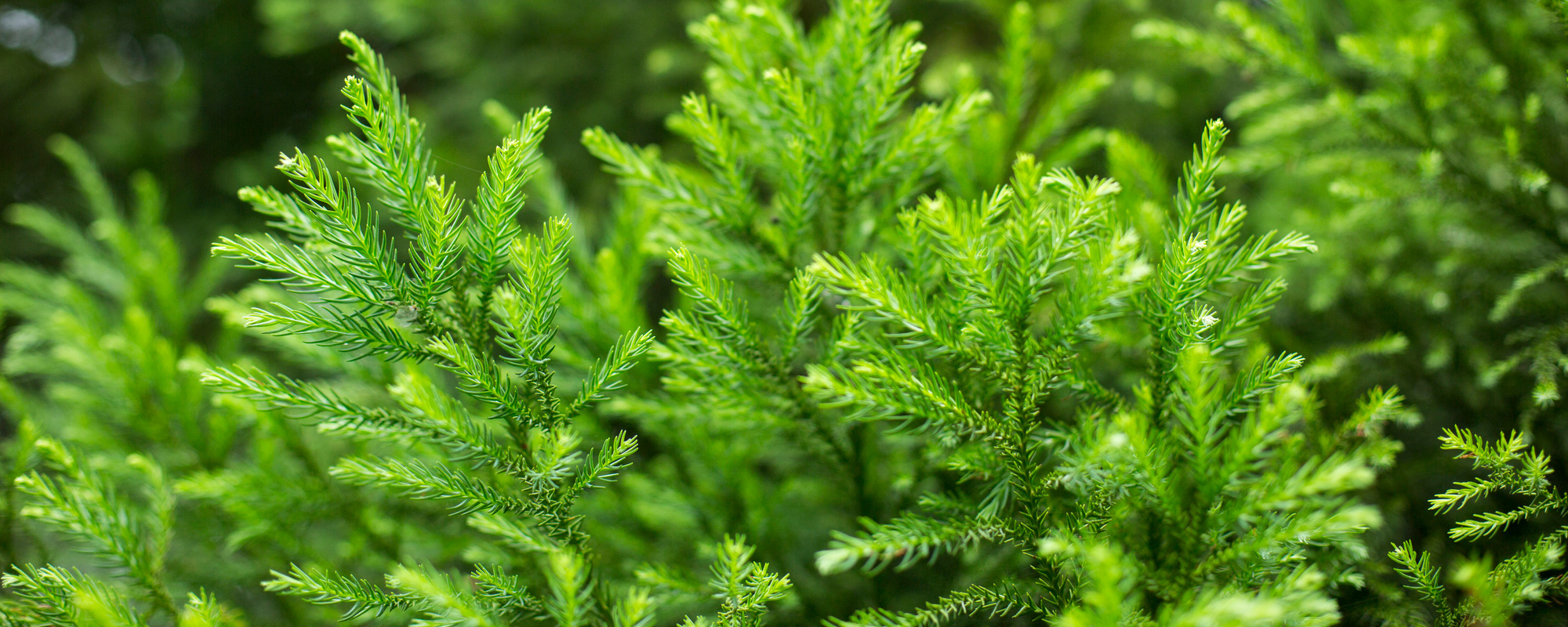 看護師　N.K.さん　0000年入社